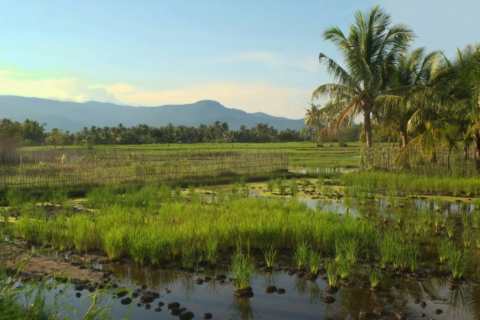 Rice paddies and palm trees in the Kampot countryside at golden hour