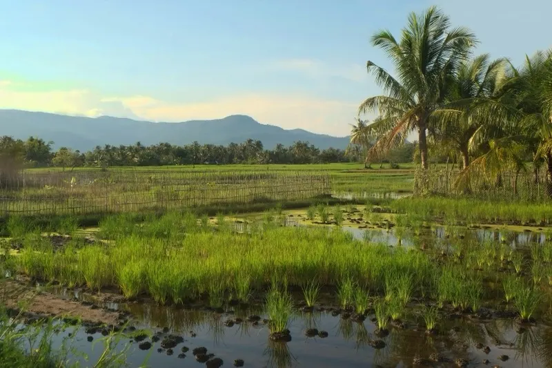 Rice paddies and palm trees in the Kampot countryside at golden hour