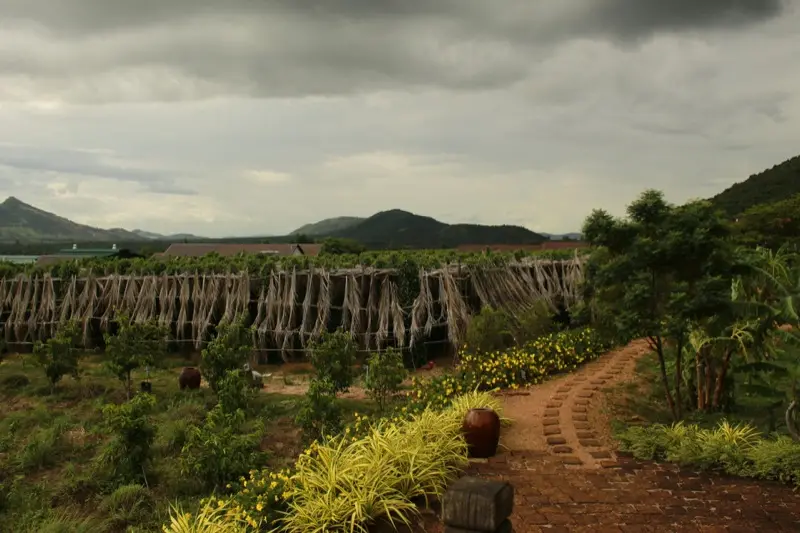 Rain clouds gathering over a pepper farm in Kampot province