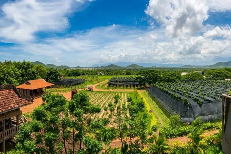 Eine Pfefferfarm von oben: Pflanzreihen, Schattennetze und Holzhäuser, Hügel am Horizont, Kampot