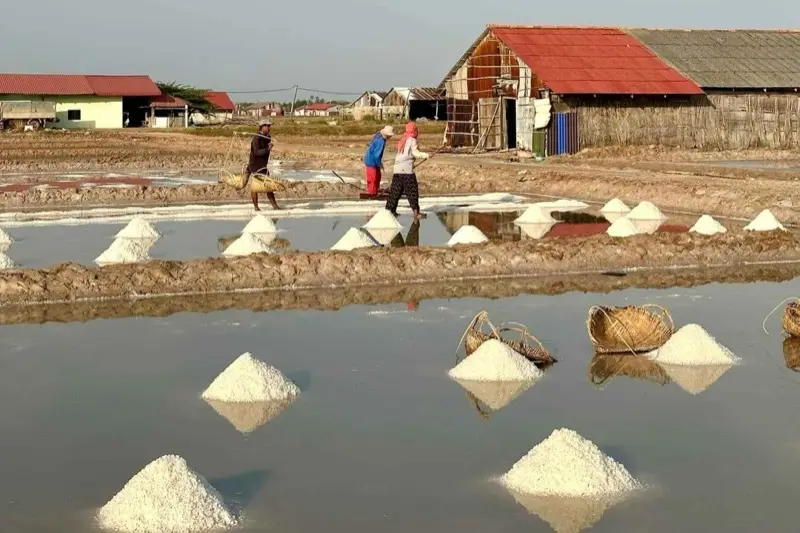 Salt workers raking and carrying baskets among heaps of white salt in the Kampot salt fields