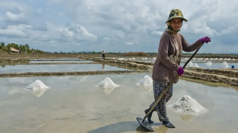 Salt harvest in the Kampot salt fields